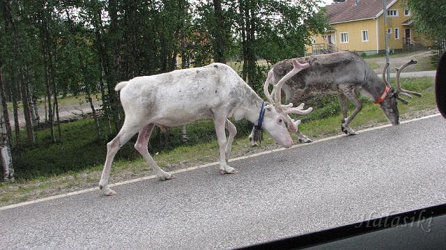 Norwegia (282).JPG - Fińska Laponia - renifery hodowlane